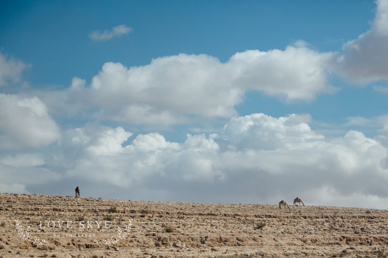 Camels in desert beside Amman - Baghdad highway
