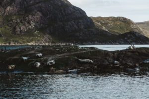Seals at Loch na Cullice