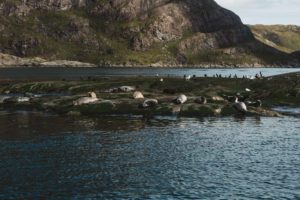 Seals at Loch na Cullice