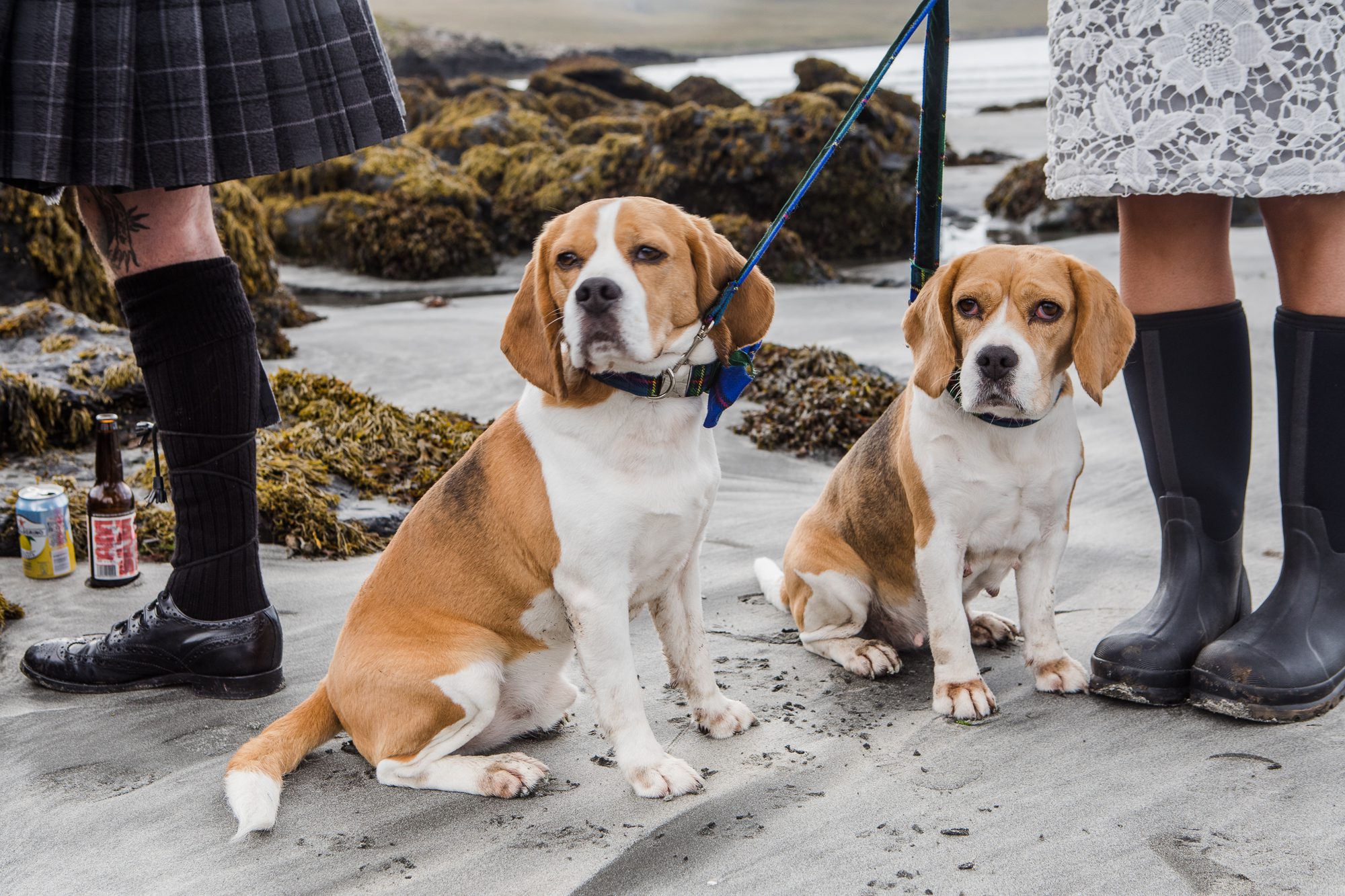 Beagles on Glenbrittle beach Isle of Skye