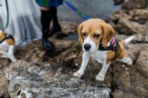 Bride and groom with beer and beagles Sligachan Isle of Skye