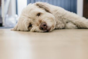 Dogs at Isle of Skye elopement weddings