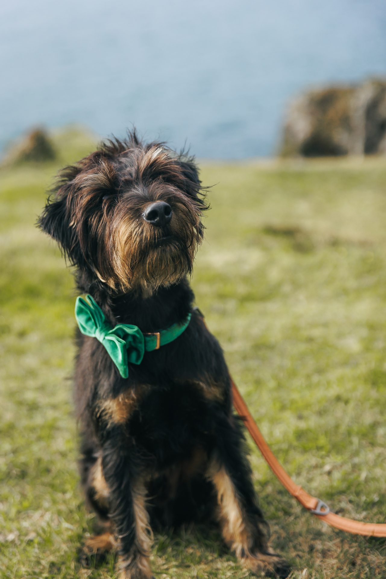 Dogs at Isle of Skye elopement weddings
